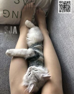 东北往事之黑道风云二十年
